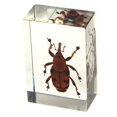 thumbnail image 1 of Real bamboo weevil paperweight, desk decoration, 1 of 1