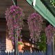 thumbnail image 5 of Violetas Artificiales Moradas Colgantes | 4 Flores de Plástico | 70 Cm | Decoración para El Hogar, 5 of 6