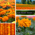 thumbnail image 4 of Crackerjack African Marigold Seeds - Non GMO Heirloom Varieties for your Flower Garden - 3 Pack, 4 of 4