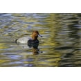 thumbnail image 2 of Jones, Adam 24x17 White Modern Wood Framed Museum Art Print Titled - Duck swimming in autumn water, 2 of 4