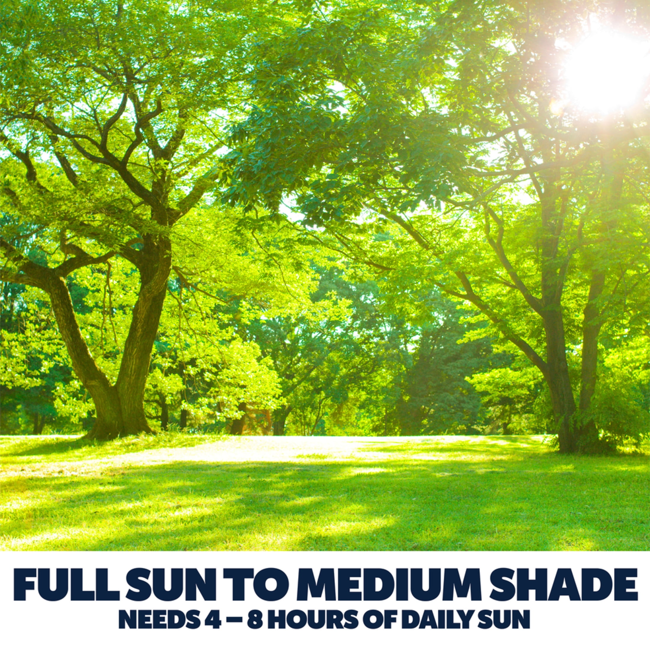 Pennington Lawn Booster Sun & Shade Grass Seed Mix, for Sun to Partial Shade, 9.6 lb. 1 Bag