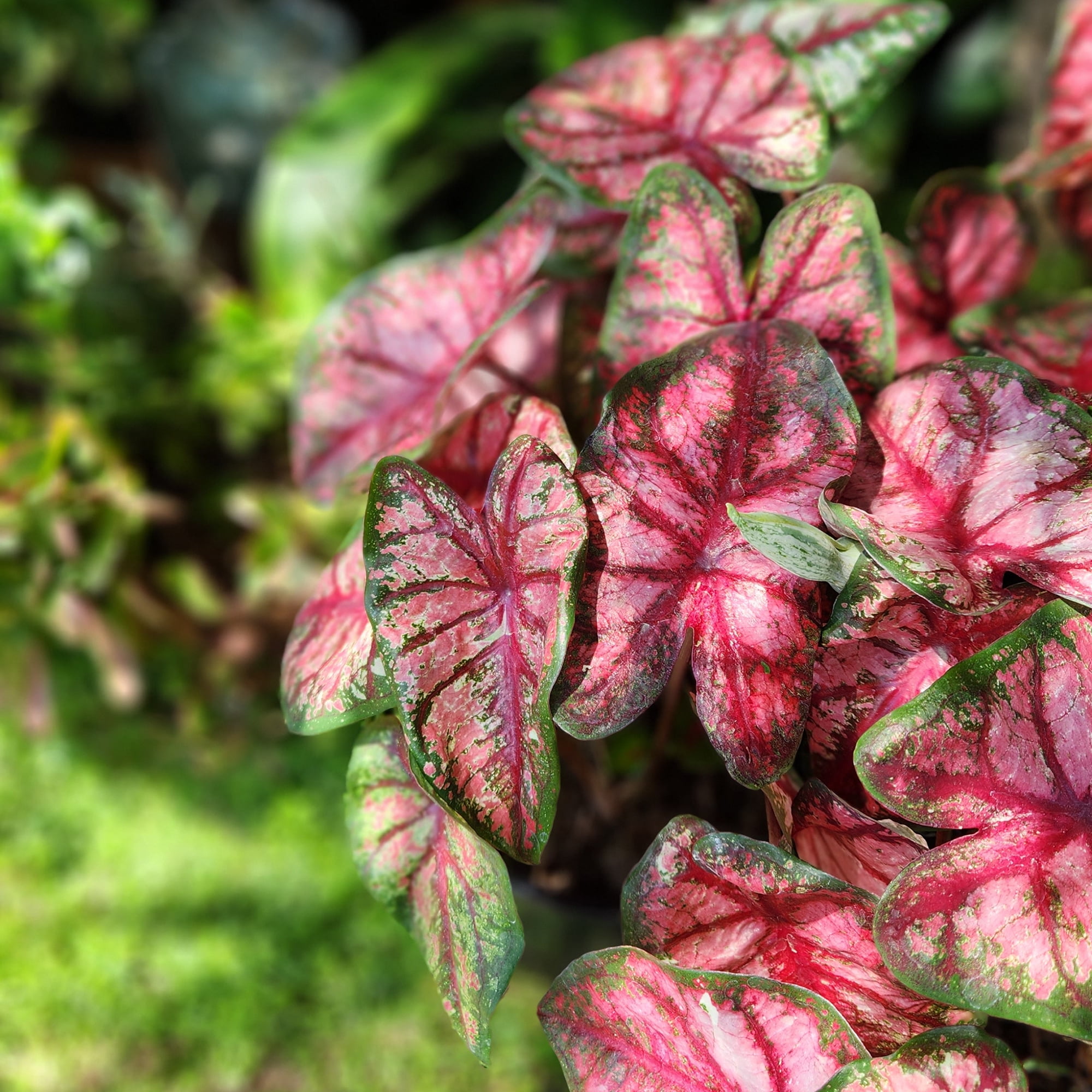 Altman Plants Caladium Pink Strap Leaf, 1 gal. Pot, Outdoor Live Plants, Full Sun to Part Shade