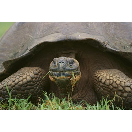 Galapagos Tortoise Eating Grass Print Wall Art By