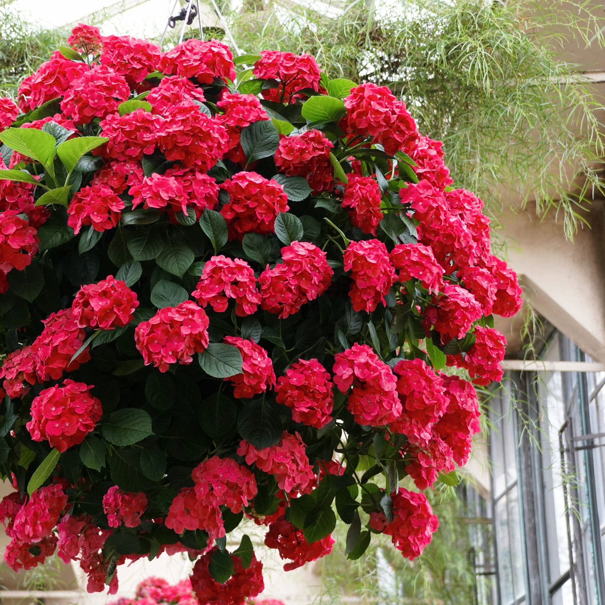 National Plant Network 1 gal Hydrangea 'Red Beauty' Live Perennial Shrub with Part Shade