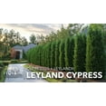 thumbnail image 2 of Leyland Cypress | 1 Live Quart Size Tree | Cupressocyparis leylandii | Fast Growing Privacy Fence | Evergreen Landscape Plants, 2 of 6