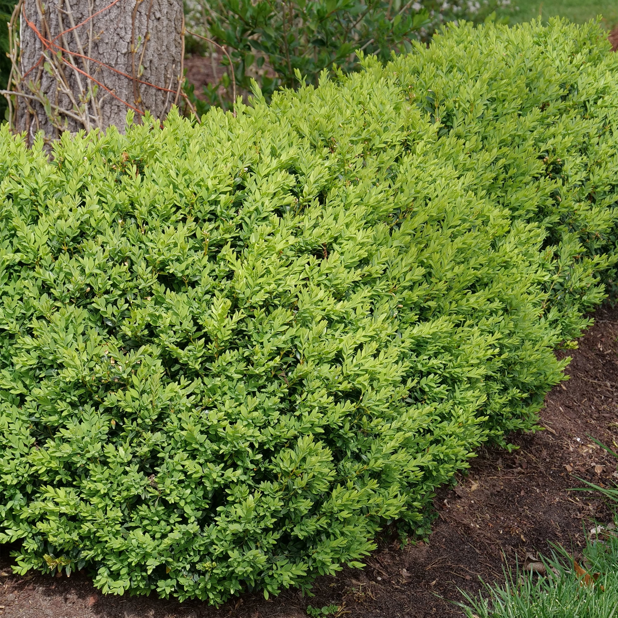 Proven Winners ColorChoice North Star Boxwood (1 Gallon)