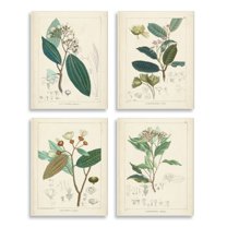 Stupell Industries Vintage Floral Anatomy Illustration Latin Study Design by Unknown Artist