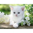 thumbnail image 2 of Ravensburger 1500 Piece Puzzle White Cat 162437, 2 of 2