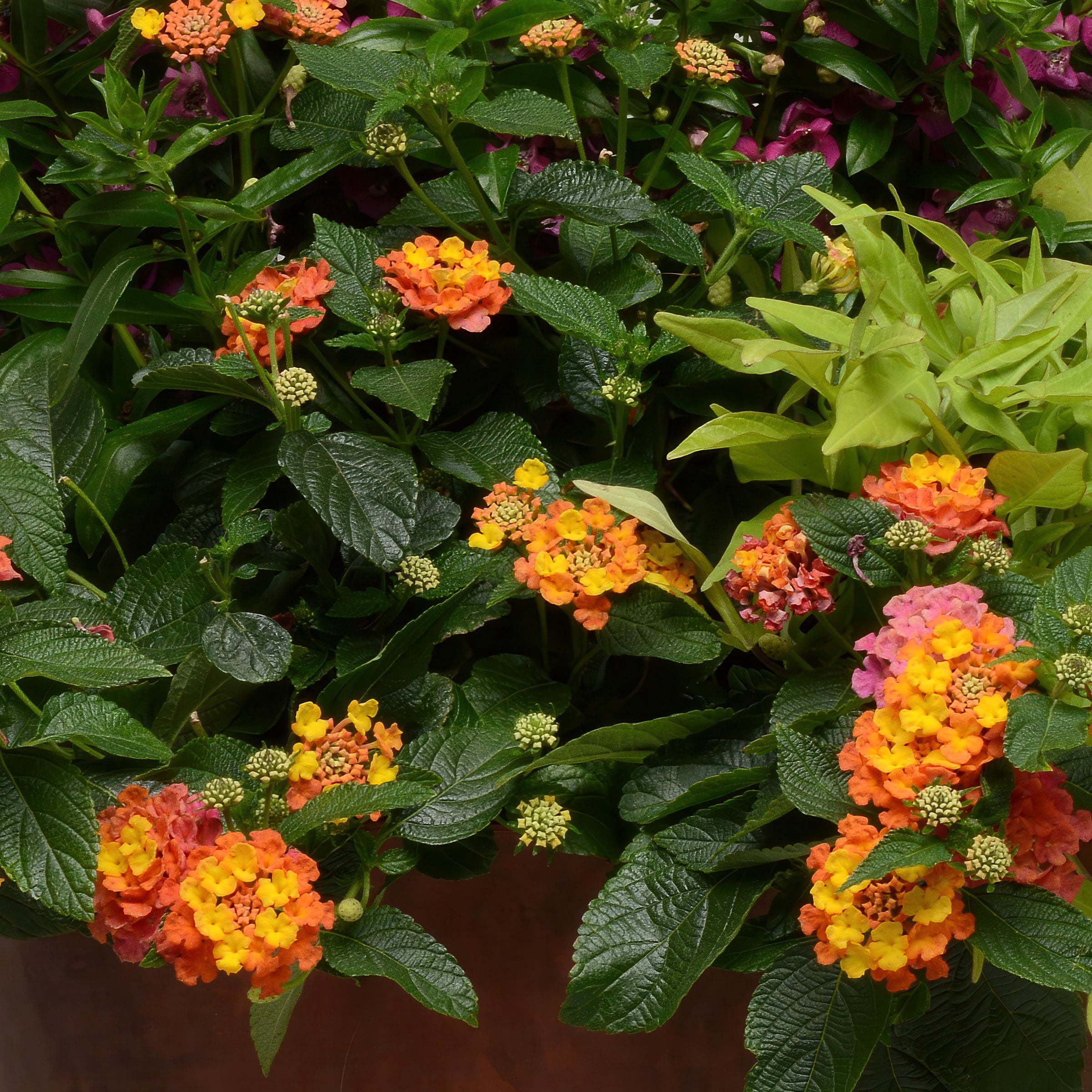 4 in. Lantana 3-N-1 Lucky Charm Live Annual Plant with Multicolor Flowers (3-Pack)