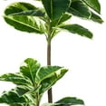 thumbnail image 5 of Vickerman 50" Artificial Potted Real Touch Dieffenbachia., 5 of 6