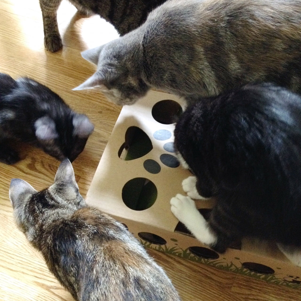Puzzle Cat Toy Fun Maze Exercising Fights Boredom Kitten Cat Feeder Treats  NIB