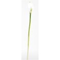 thumbnail image 1 of Calla Lilly Silk Flower 12 Stems, 1 of 1