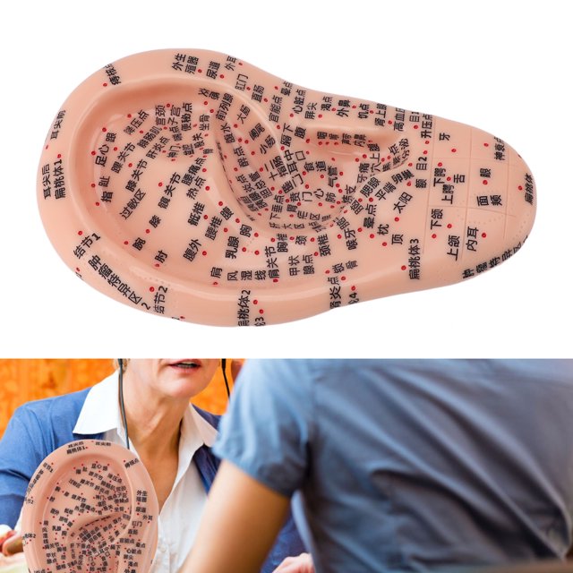 MODOLO DE PUNTO DE ACUPUNTRA DE Oído, Claramete Visible de 17 cm de longitud de enseñanza de la enseñanza Modelo de Visualización de acupuntura de oído para suministro de