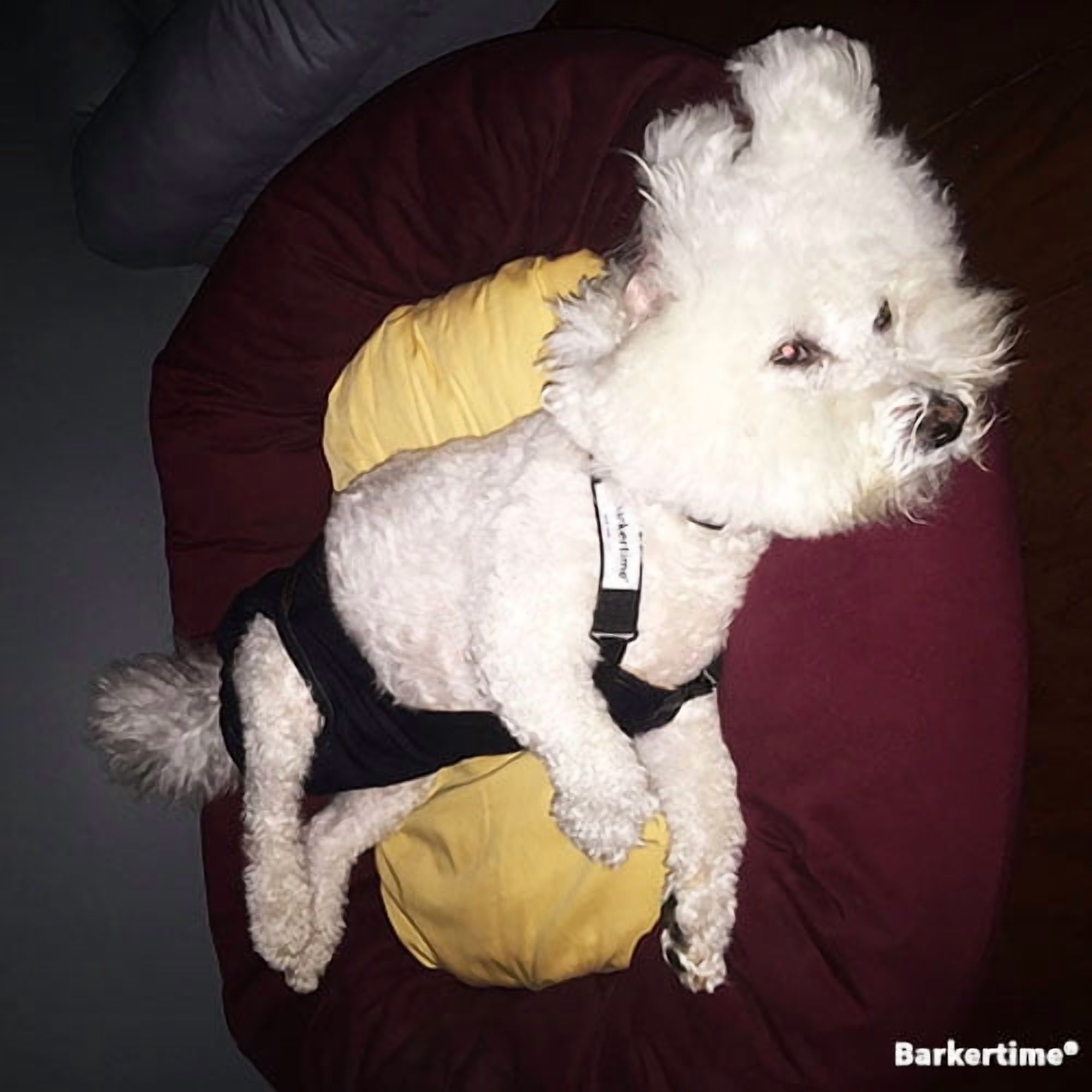 Barkertime Midnight Black Mystique Dog Diaper Overall