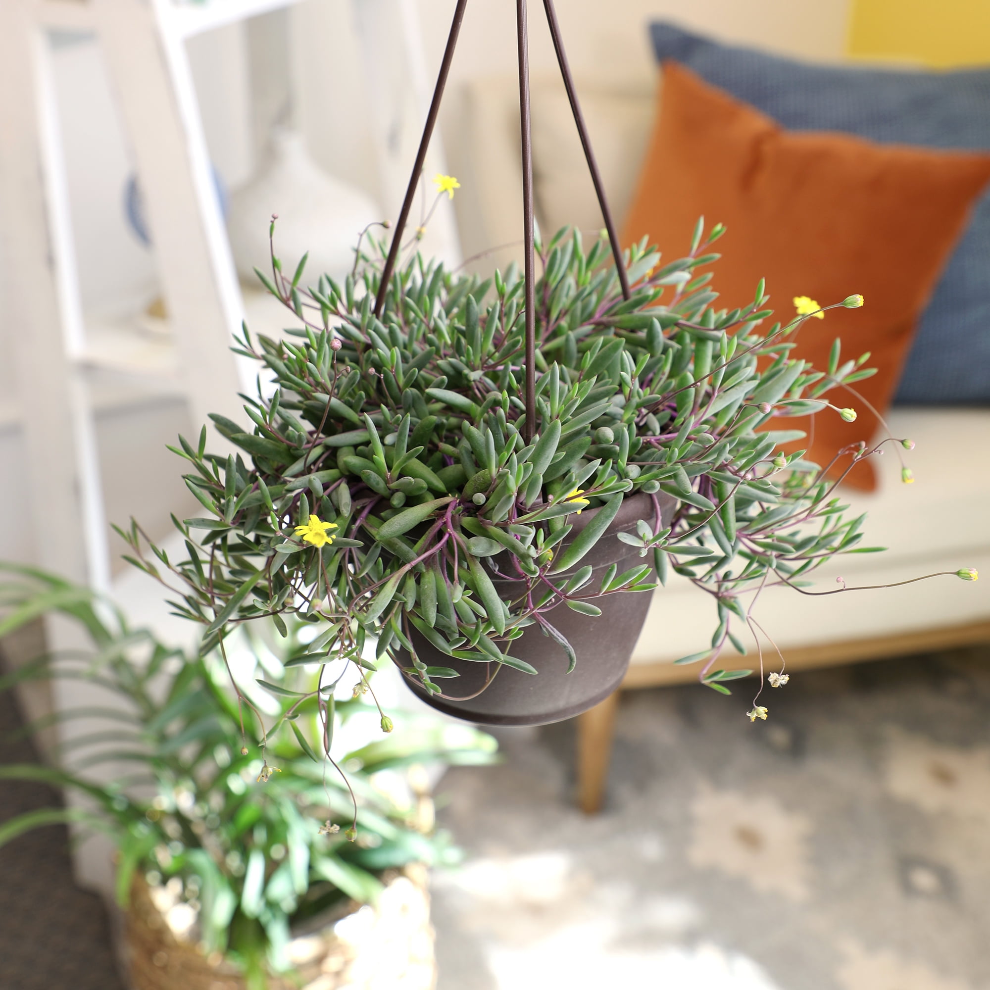 Ruby Necklace Succulent, String of Pickles | 6" Hanging Pot | Full Sun | Element by Altman Plants