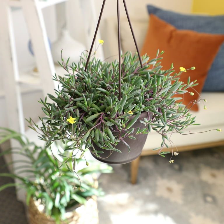 fake succulent arrangements Rectangular Succulent Arrangement  Natural Planter