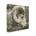 thumbnail image 4 of Stupell Industries Ram Horn Portrait Animals & Insects Photography Gallery Wrapped Canvas Print Wall Art, 36 x 36, 4 of 8