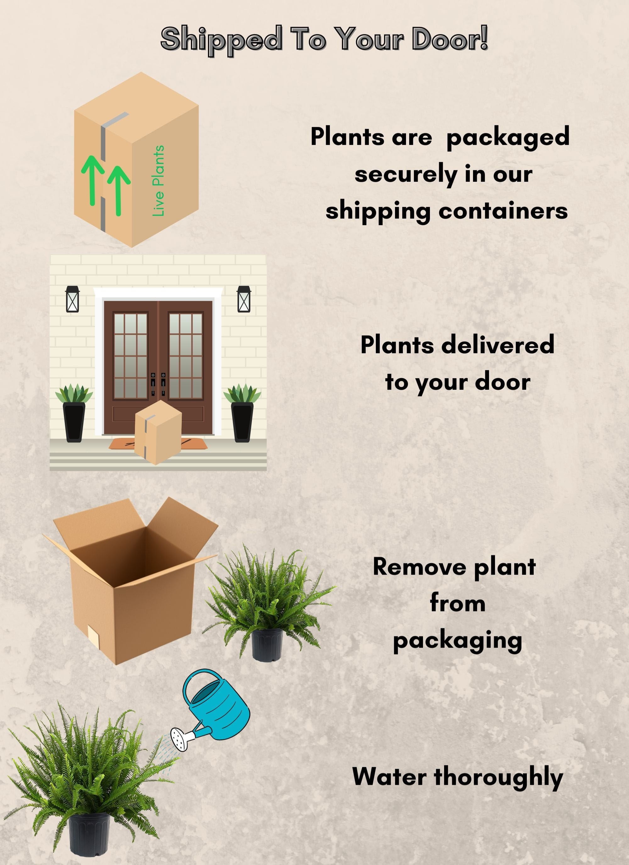 Expert Gardener Kimberly Queen Fern Live Plant in 10 in Grower Pot