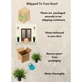 thumbnail image 5 of Expert Gardener Kimberly Queen Fern Live Plant in 10-inch Grower Pot, 5 of 7