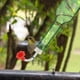 thumbnail image 5 of Tubos y Tapones para Comederos de Colibríes con Repuestos Exteriores., 5 of 8