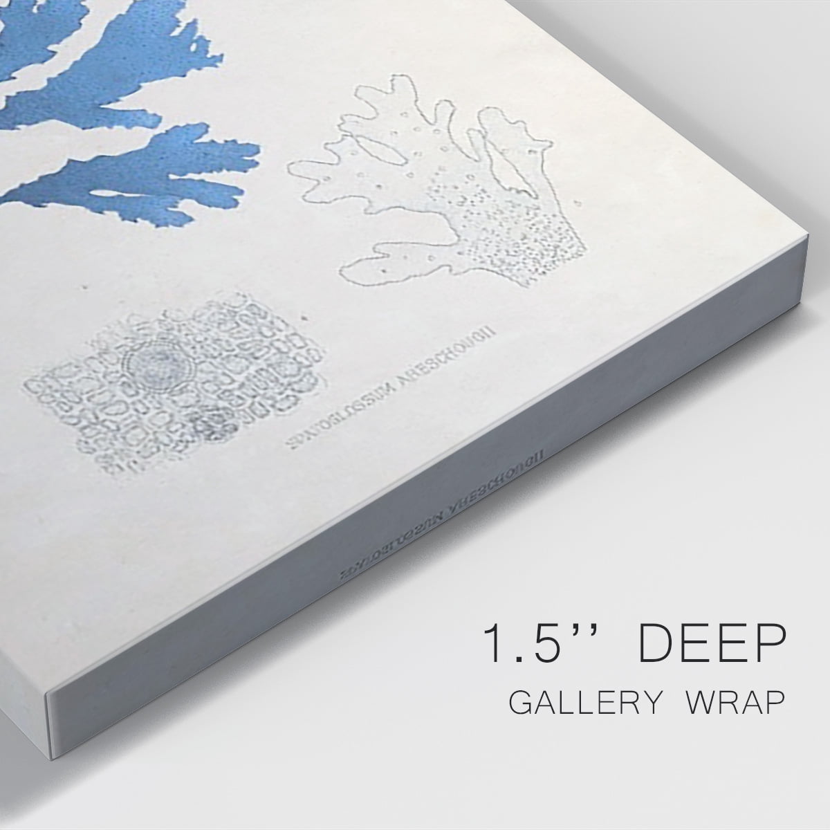 Blue Marine Algae VIII Premium Gallery Wrapped Canvas - Ready to Hang