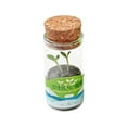 thumbnail image 1 of Glass Vase DIY Planting s Bonsai Green, 1 of 8