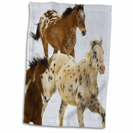 Bighorn Wyoming - 3dRose USA, Wyoming, Shell, Big Horn Mountains, Horses - US51 TEG0039 - Terry Eggers - Towel, 15 by 22-inch