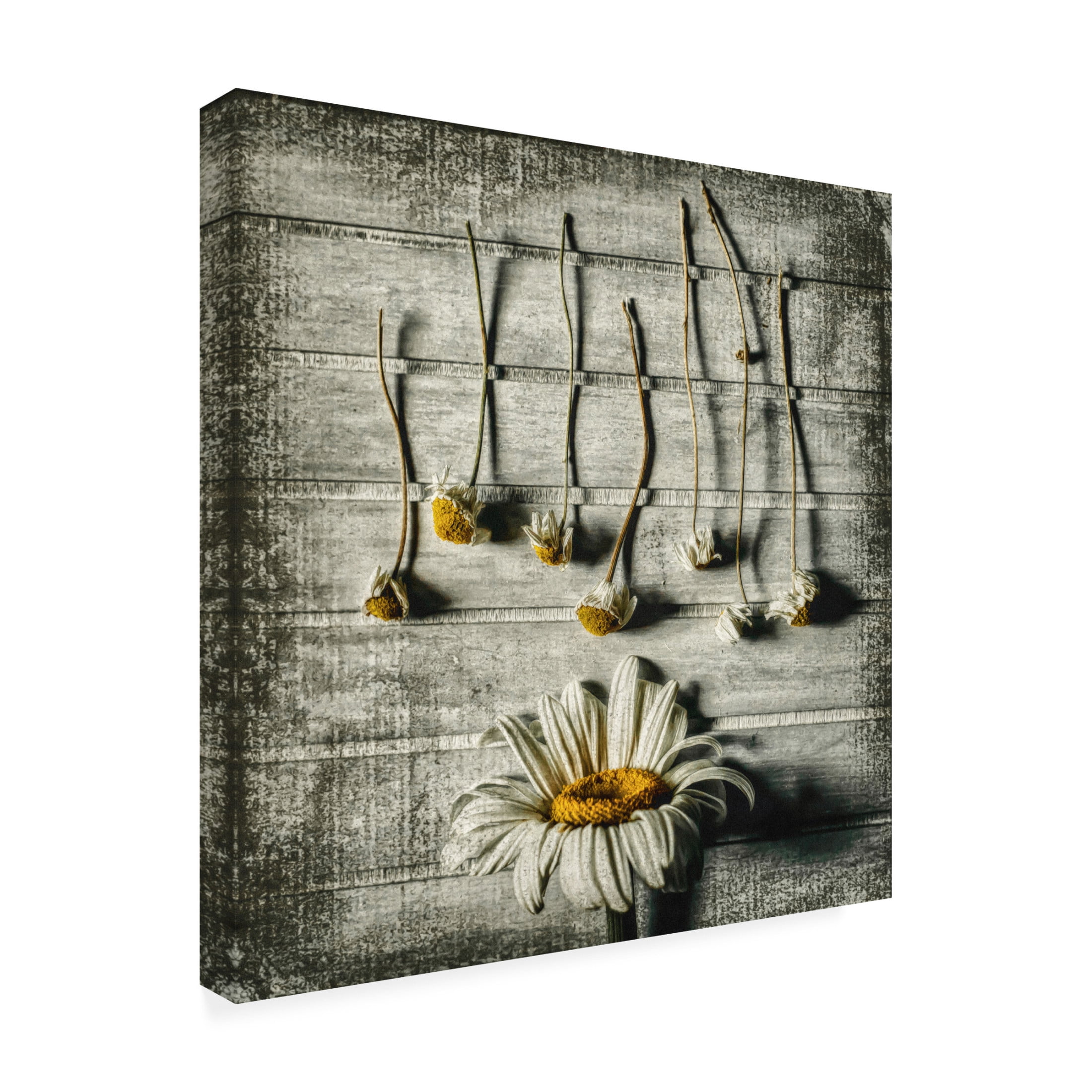 Canvas Wall Art - Jacqueline Van Bijnen 'Survival' Wall Art for Living Room, Bedroom, or Office Décor by Trademark Fine Art - 18 x 18 Inches