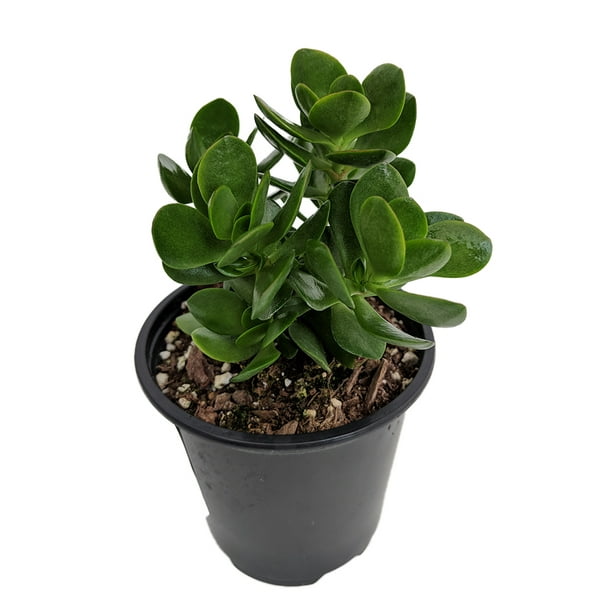 Small Red Carpet Stonecrop Succulent Crassula Radicans 4 5 Pot Walmart Com Walmart Com