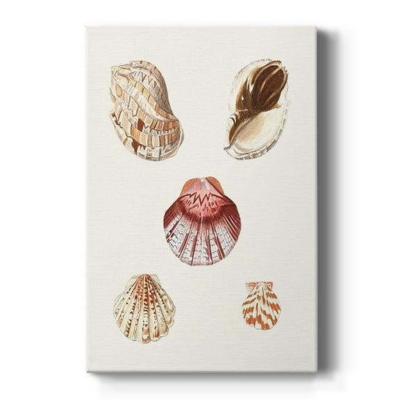 Pastel Knorr Shells V Premium Gallery Wrapped Canvas - Ready to Hang