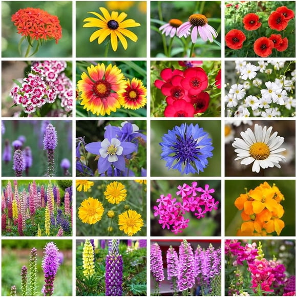 HJADGG Wildflower Seeds Mix 20 Varieties Annual & Perennia Flower Seeds for Planting Wild Flowers Seeds Bulk Wildflowers Attracts Pollinators