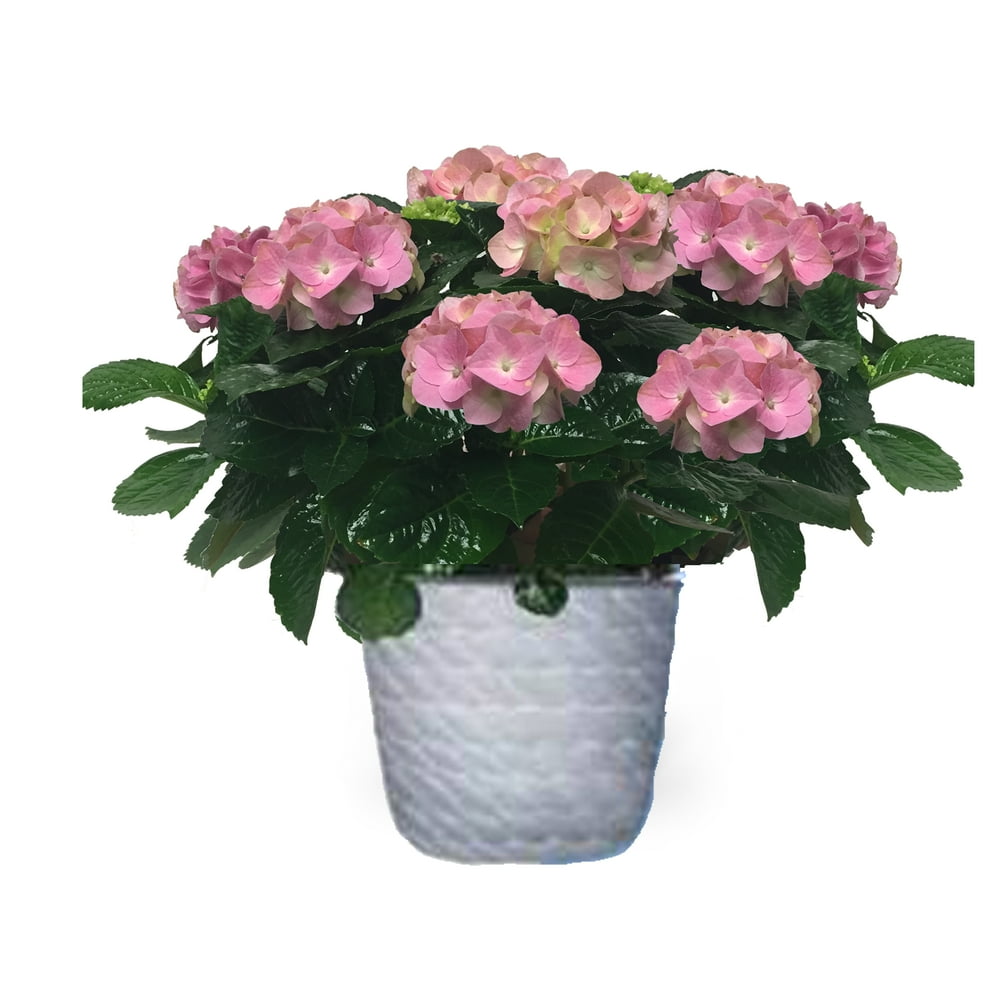 One Floral Mother's Day Hydrangea 8"