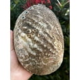 thumbnail image 4 of Wholesale Jumbo Abalone Shell, 7-8" Seashell Incense Burner, Smudge Bowl for Holding Smudge Sticks, Incense, Crafts, Display (3 shells), 4 of 6