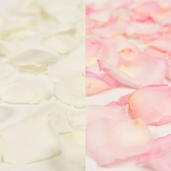 Rose Petals - 3 Bags of White and Pink Farm Direct Fresh Cut Flowers Petals by Bloomingmore