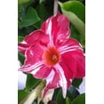 thumbnail image 4 of Mandevilla Stars & Stripes Red & White Quart pot, 4 of 6
