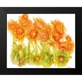 thumbnail image 2 of Baynes, Cheryl 24x20 Black Modern Framed Museum Art Print Titled - Sunlit Poppies I, 2 of 5