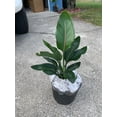 thumbnail image 2 of Tropical Flowering Bird of Paradise Shrub, Live Plant, Orange Flowers, 18+ in. tall  in a 10-in. Pot, 2 of 2
