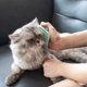 thumbnail image 3 of Peine para cosquillas para gatos, esquina de pared, práctico peine para gatos, peine para pelo de gato, cepillo de baño para perros, rascador de pared para gatos, mascota, 3 of 5