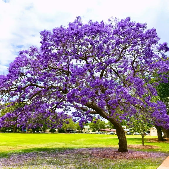 Blue Purple Jacaranda Tree Live Plant, 6-8'' Tall, Ornamental Shade Tree, Patio or Garden Planting