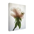 thumbnail image 2 of Trademark Fine Art 'Translucent Peony VII' Canvas Art by Debra Van Swearingen, 2 of 3