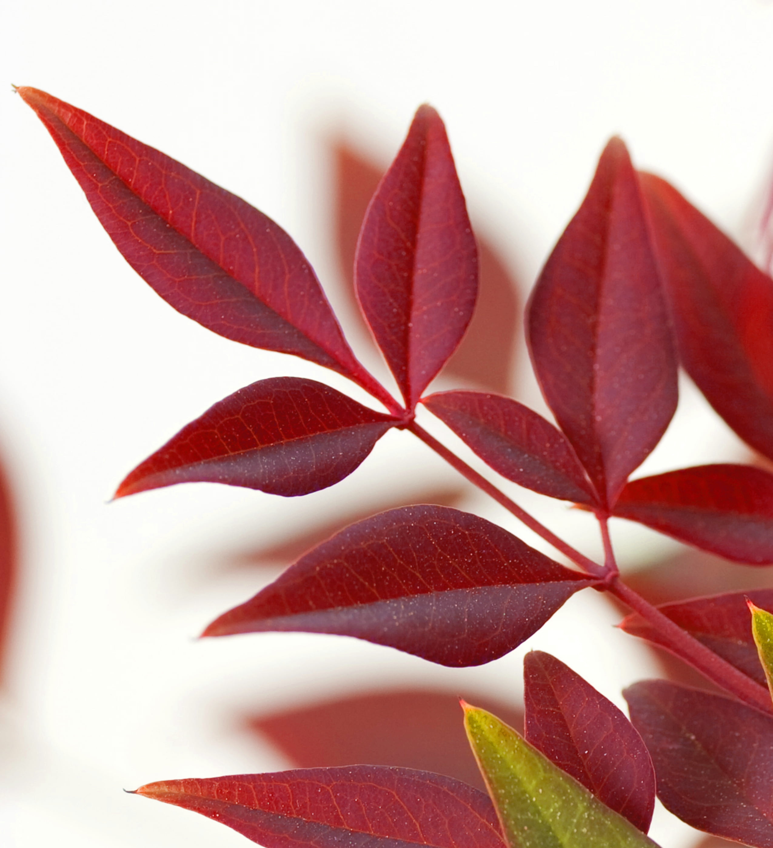 Southern Living Flirt Nandina Live Shrub in 2.5-Quart Grower Pot