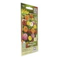 thumbnail image 2 of Semillas De Zinnia Enana Vita Multicolor 1.5 G, 2 of 3