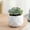 C, variant on WZXPWT Mini Artificial Plant, Fake Plants in Plastic Pots for Indoor Office Home Decor (1 PCS)