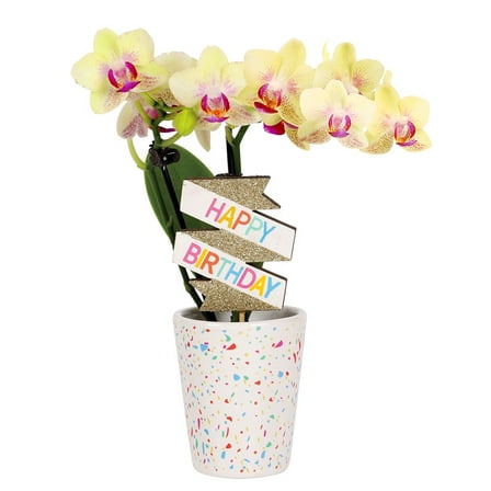 From You Flowers - Yellow Birthday Confetti Orchid