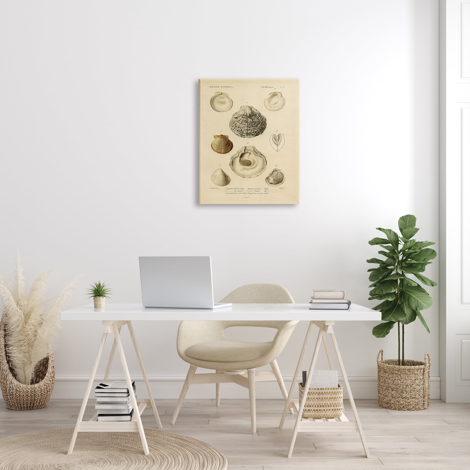Stupell Industries Vintage Sea Shell Latin Study Marine Chart, 24 x 30, Designed by Daphne Polselli