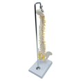 thumbnail image 4 of Spine Model Vertebral Column Anatomical for Kids Learning Display Classroom hanging, 4 of 9