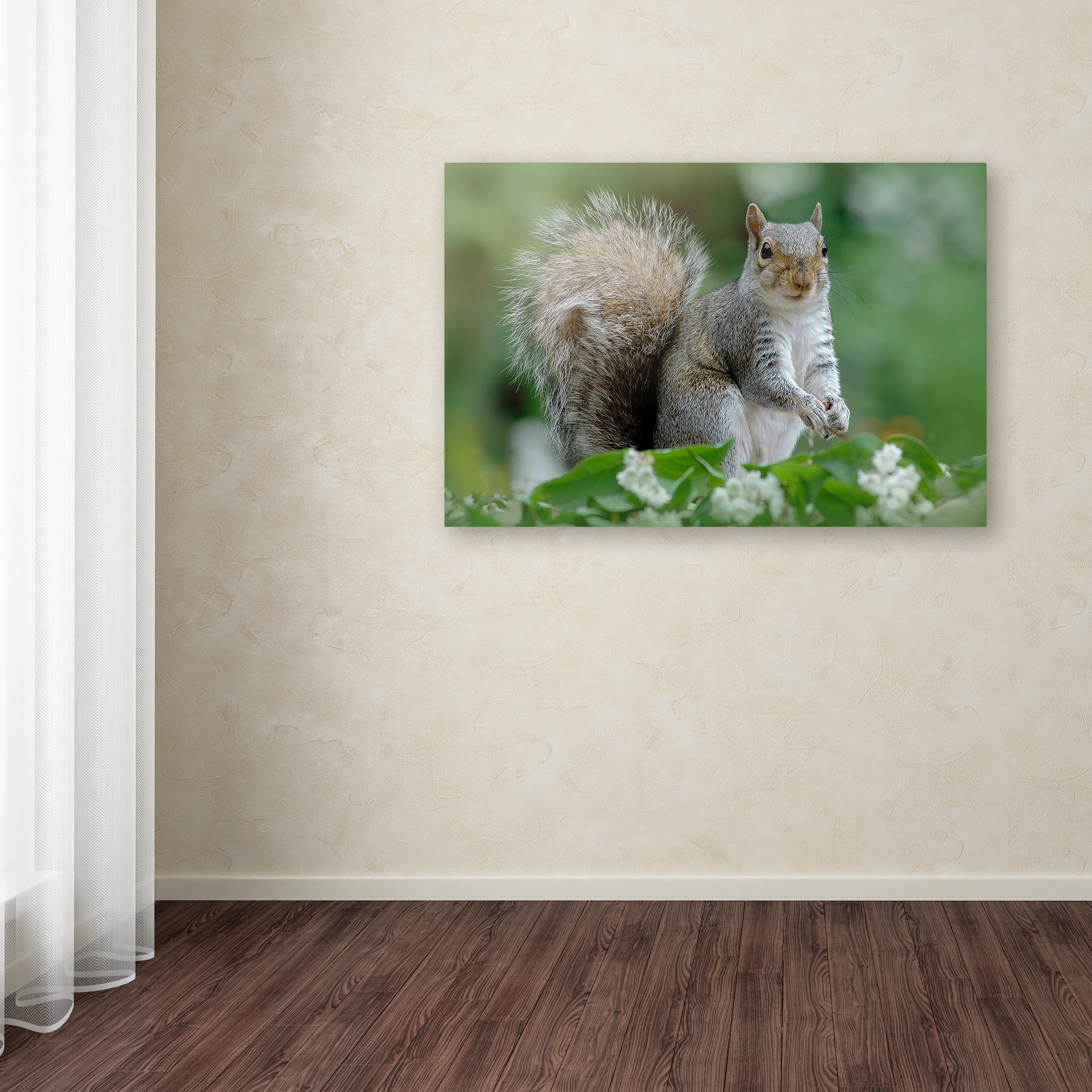 Trademark Fine Art 'Eastern Grey Squirrel' Canvas Art by Jacky Parker