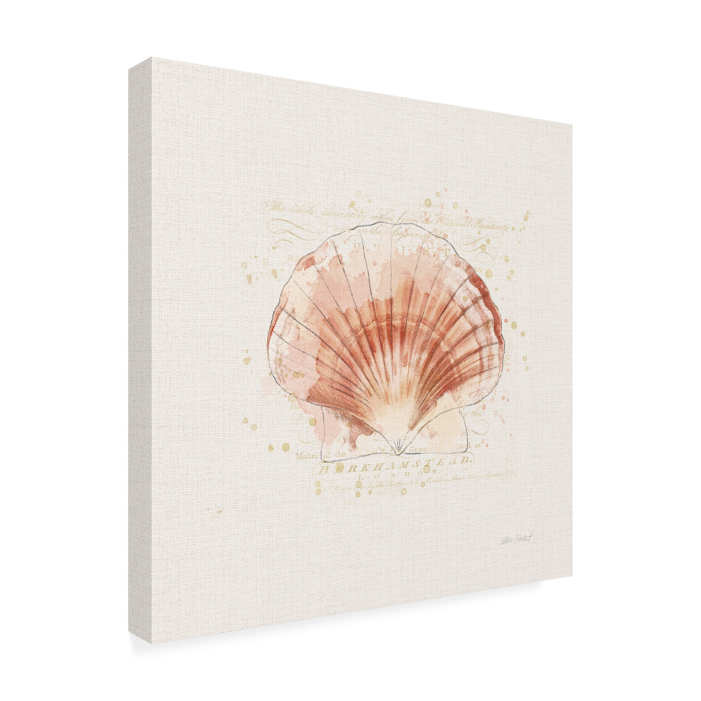 Katie Pertiet 'Shell Collector IV' Canvas Art
