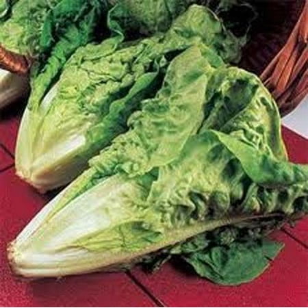 Lettuce Parris Island Romaine Great Heirloom Vegetable 1,500 (Best Way To Keep Romaine Lettuce Fresh)