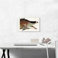 thumbnail image 2 of ARTCANVAS Great Hog Fish Canvas Art Print by Mark Catesby - Size: 18" x 12" (1.50" Deep), 2 of 9